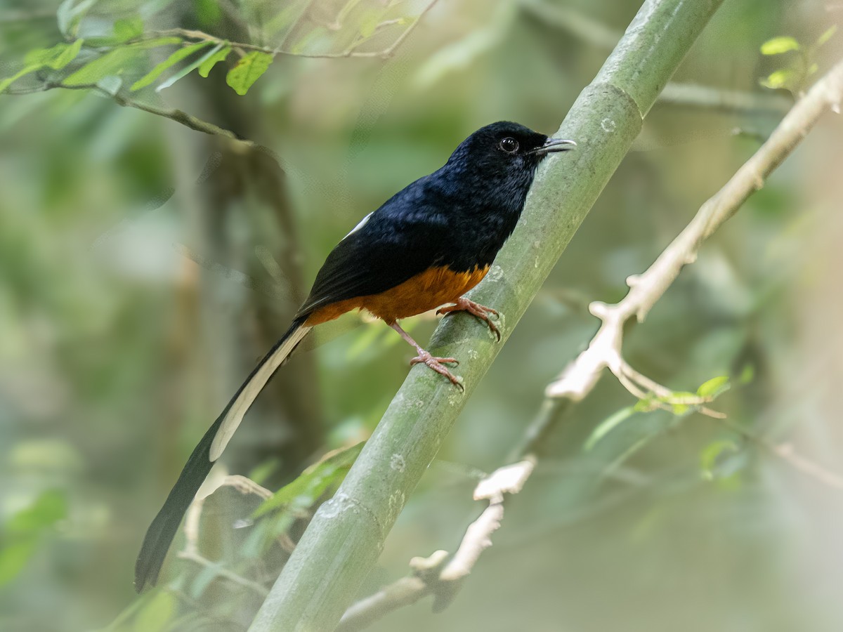 Sri Lankan Shama - ML635357513