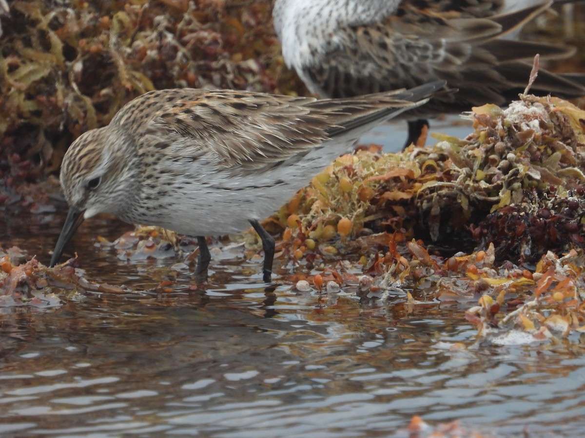 Semipalmated Sandpiper - ML635357514