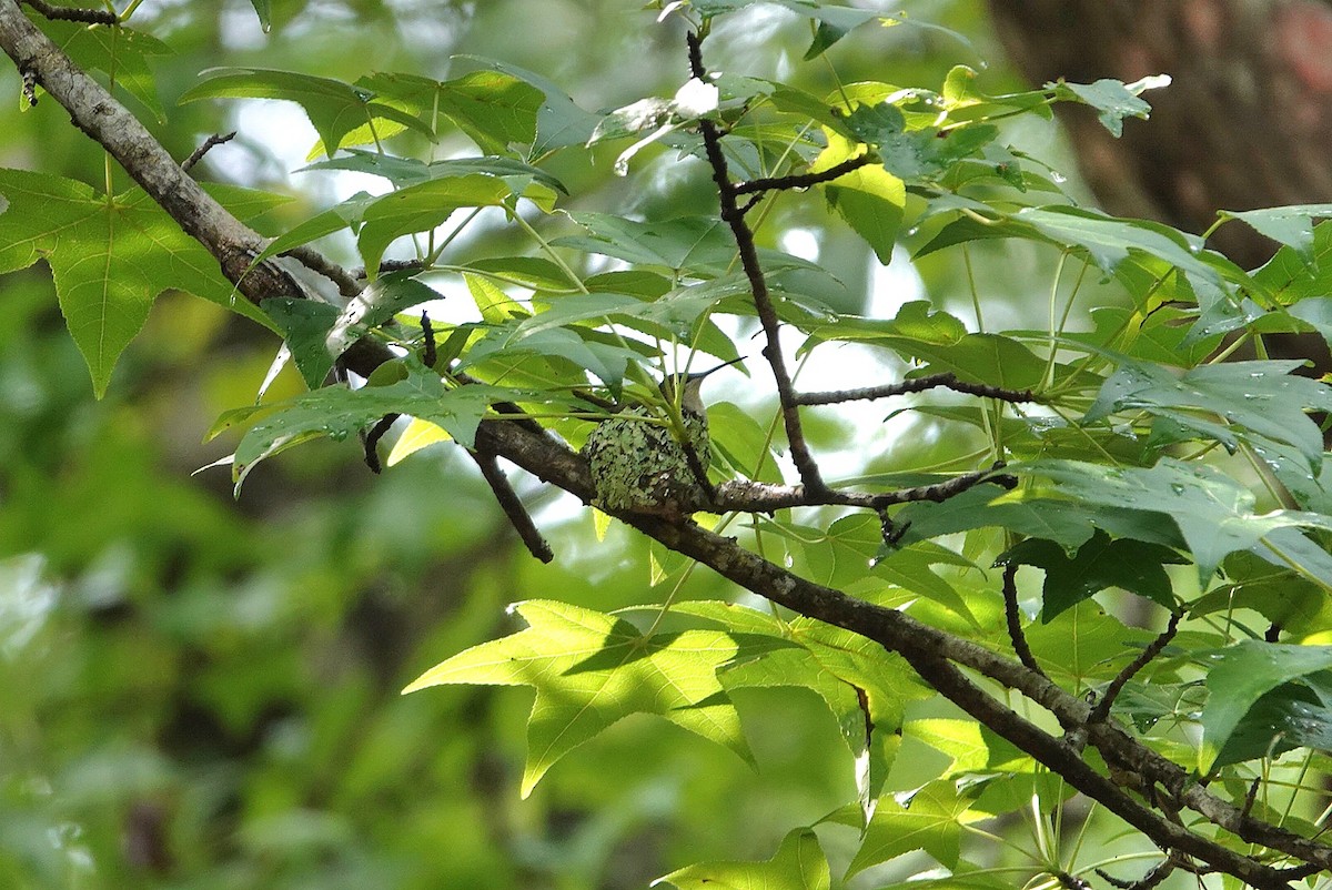 Ruby-throated Hummingbird - ML635357515