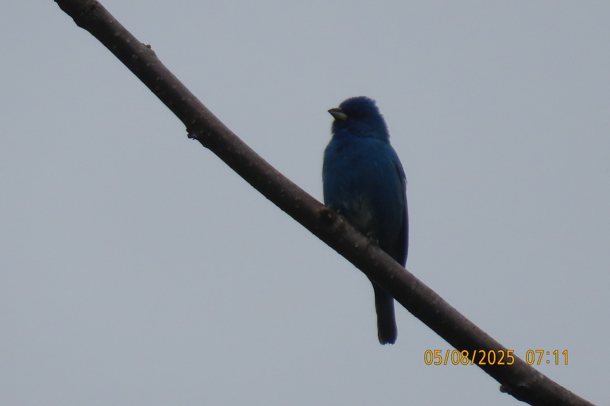 Indigo Bunting - ML635357517