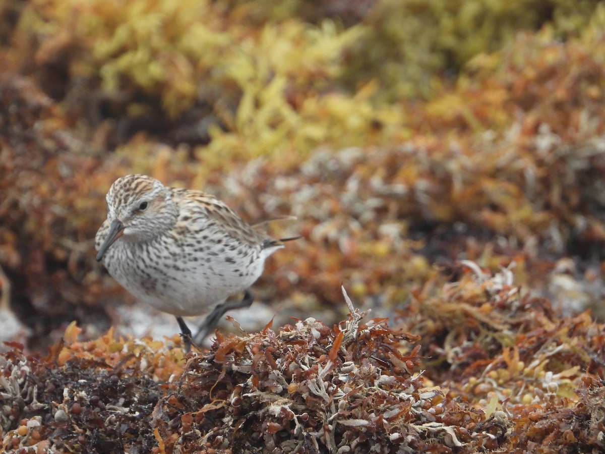 Semipalmated Sandpiper - ML635357519