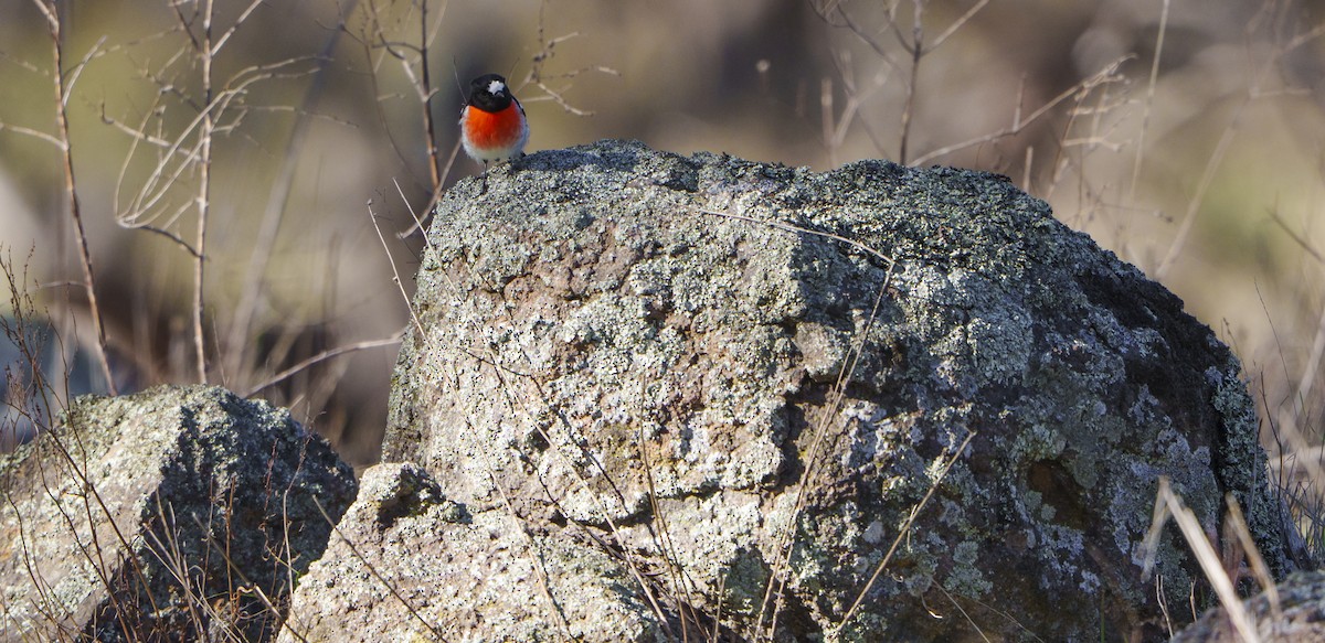 Scarlet Robin - ML635357520