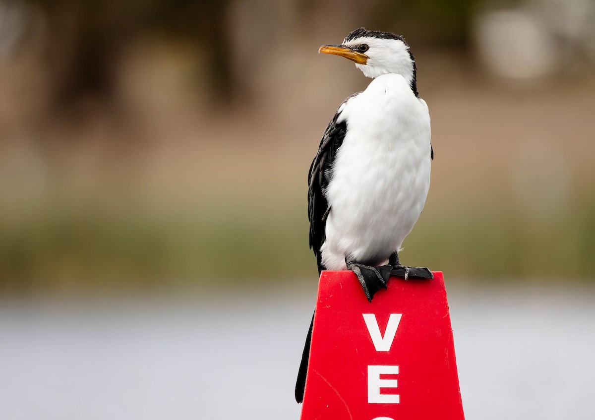 Little Pied Cormorant - ML635357521