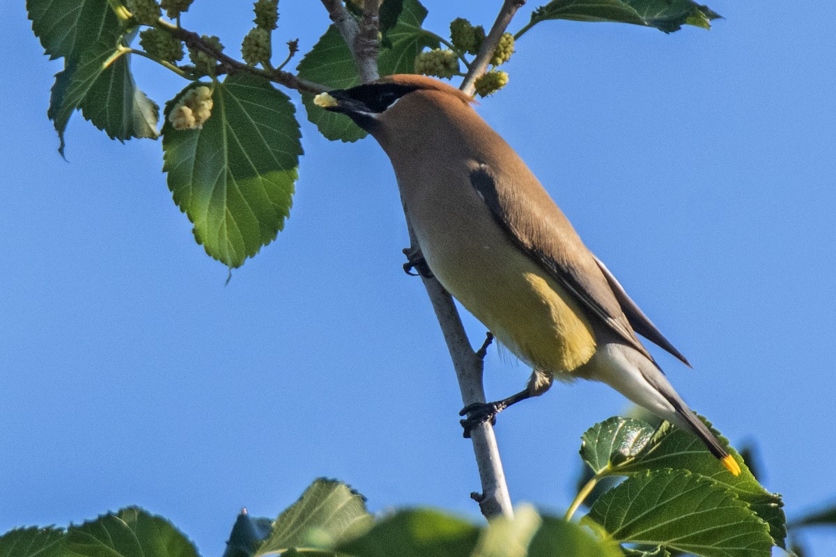 Cedar Waxwing - ML635357527