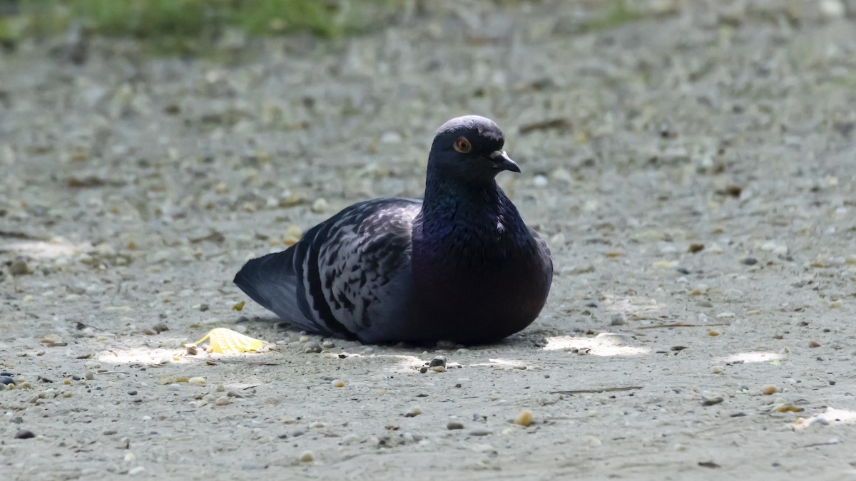 Rock Pigeon (Feral Pigeon) - ML635357528