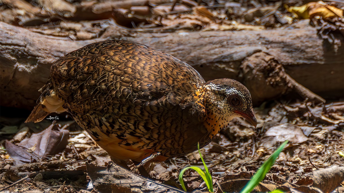 Scaly-breasted Partridge - ML635357529