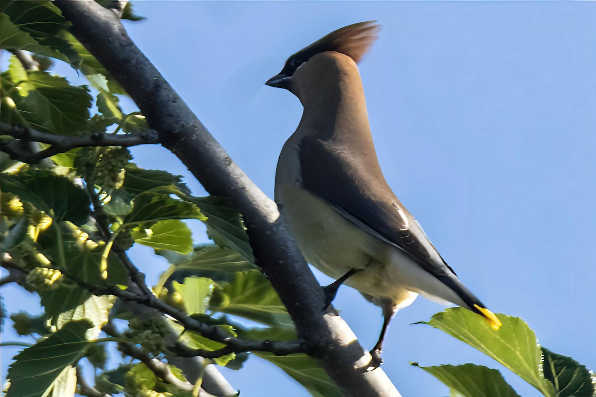 Cedar Waxwing - ML635357530