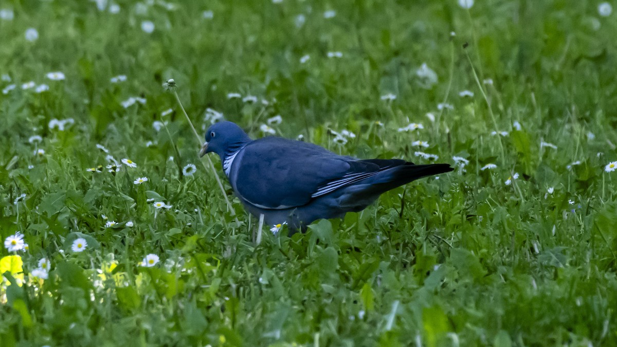 Common Wood-Pigeon - ML635357531