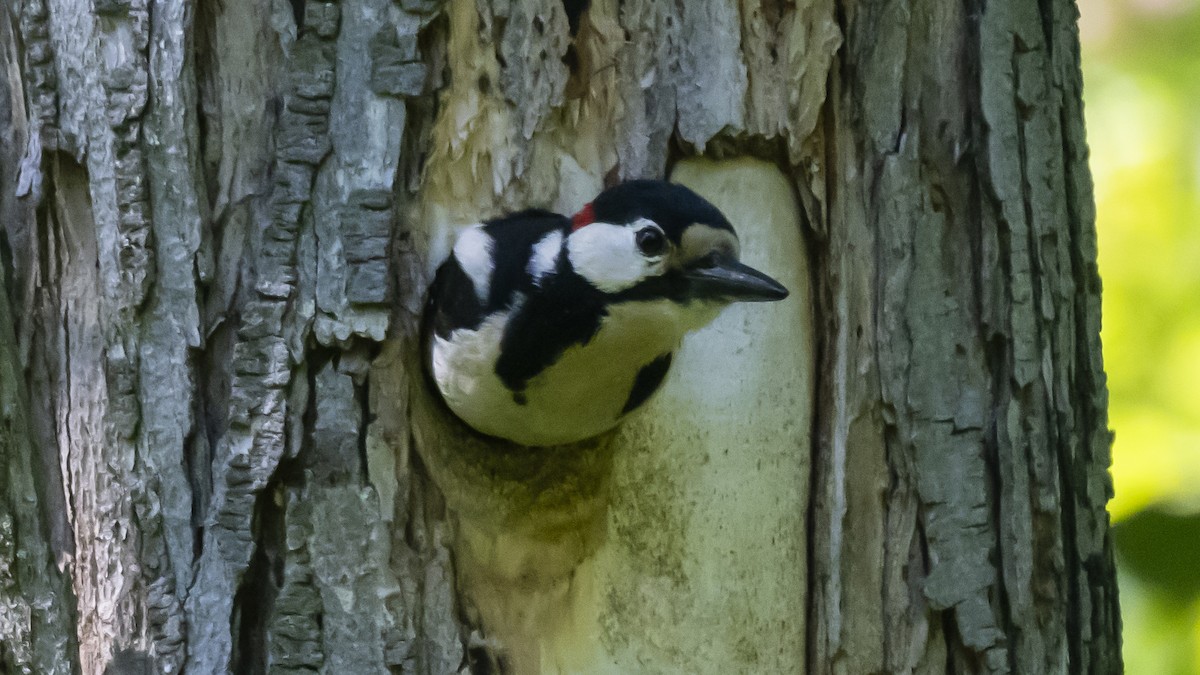 Great Spotted Woodpecker - ML635357533
