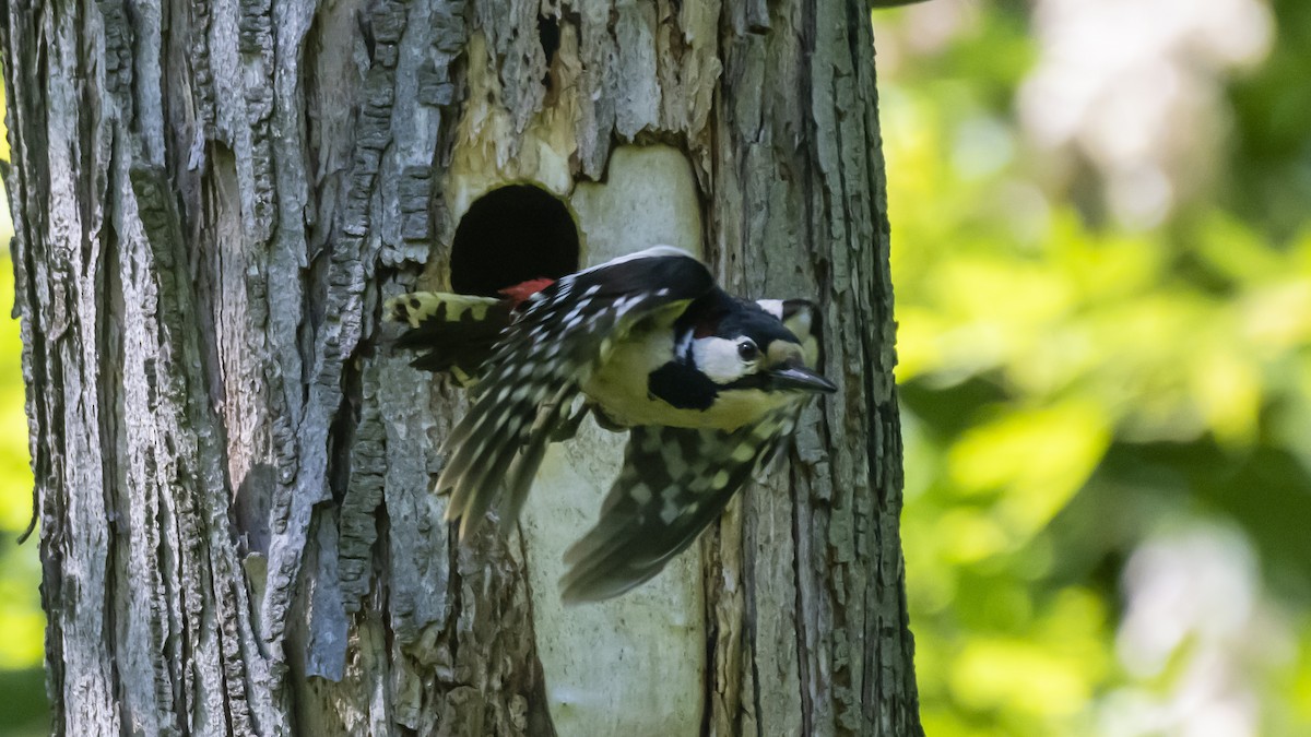 Great Spotted Woodpecker - ML635357535