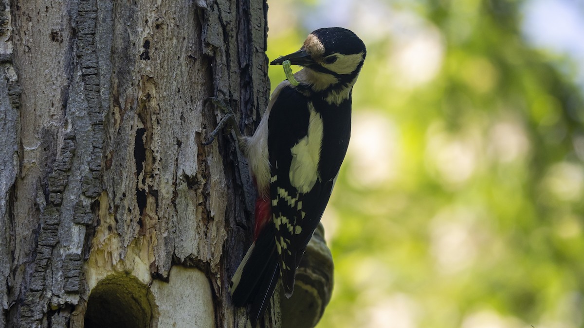 Great Spotted Woodpecker - ML635357536