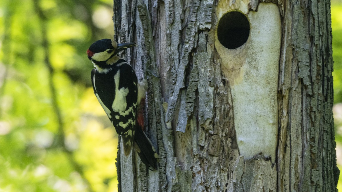 Great Spotted Woodpecker - ML635357540