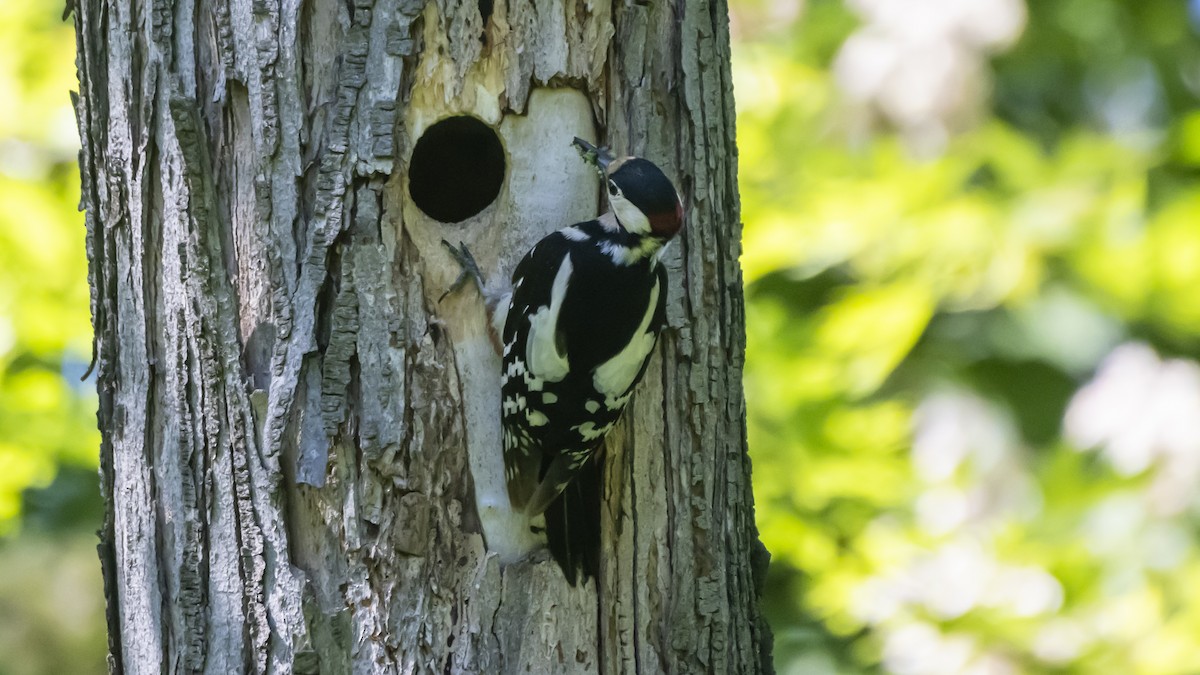 Great Spotted Woodpecker - ML635357541