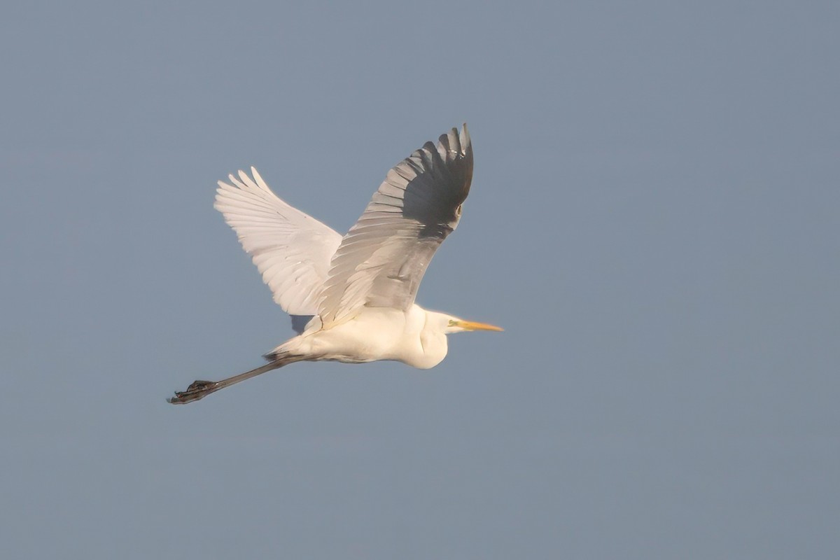 Great Egret - ML635357543
