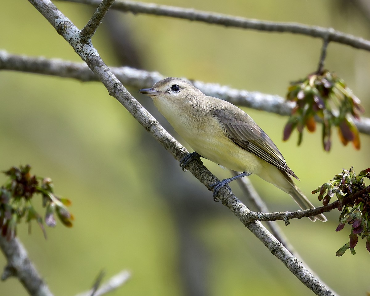 Warbling Vireo - ML635357545