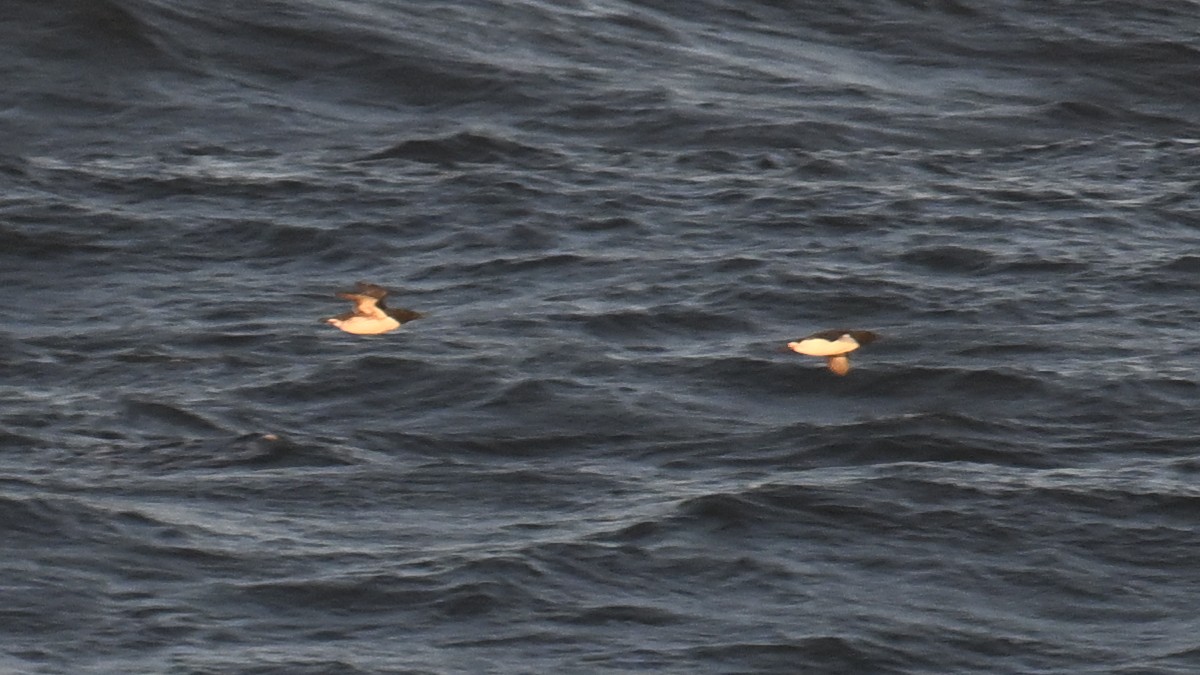 Common Murre - ML635357546