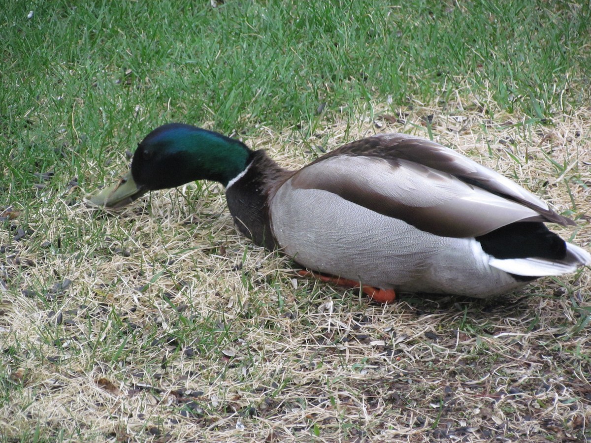 Mallard - ML635357547