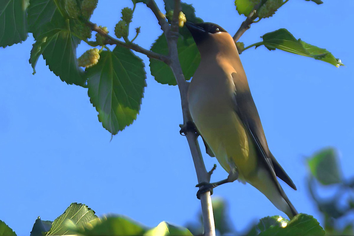 Cedar Waxwing - ML635357549