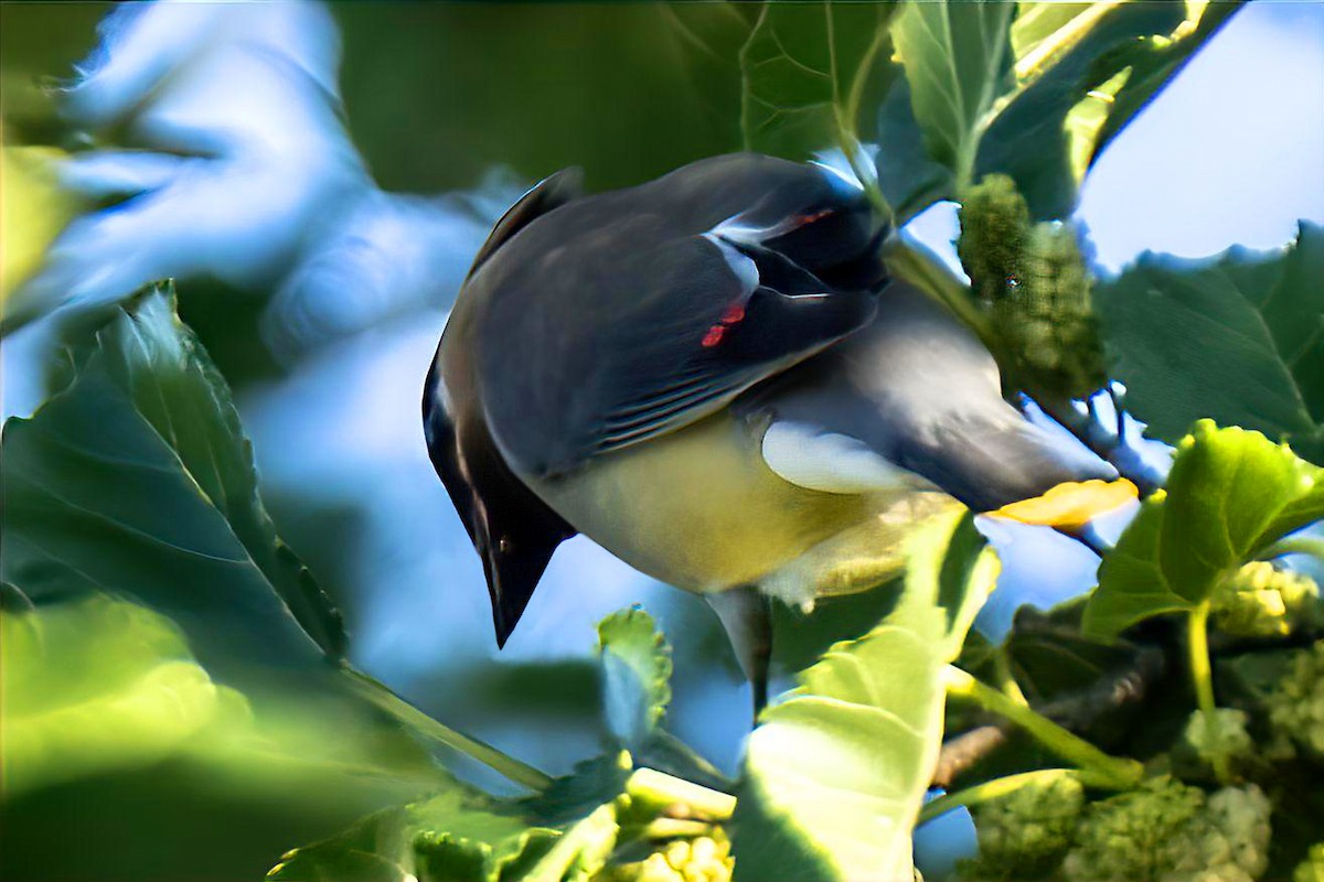 Cedar Waxwing - ML635357551