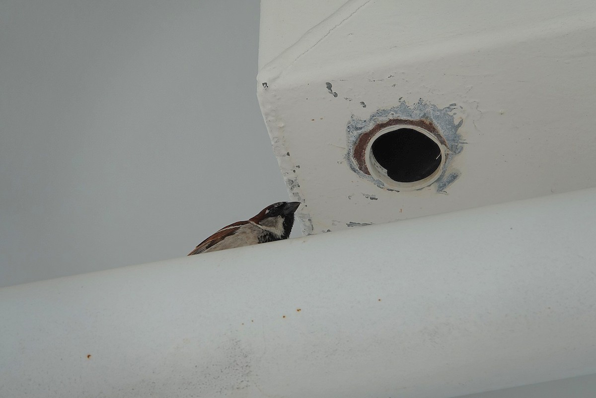 House Sparrow - ML635357552