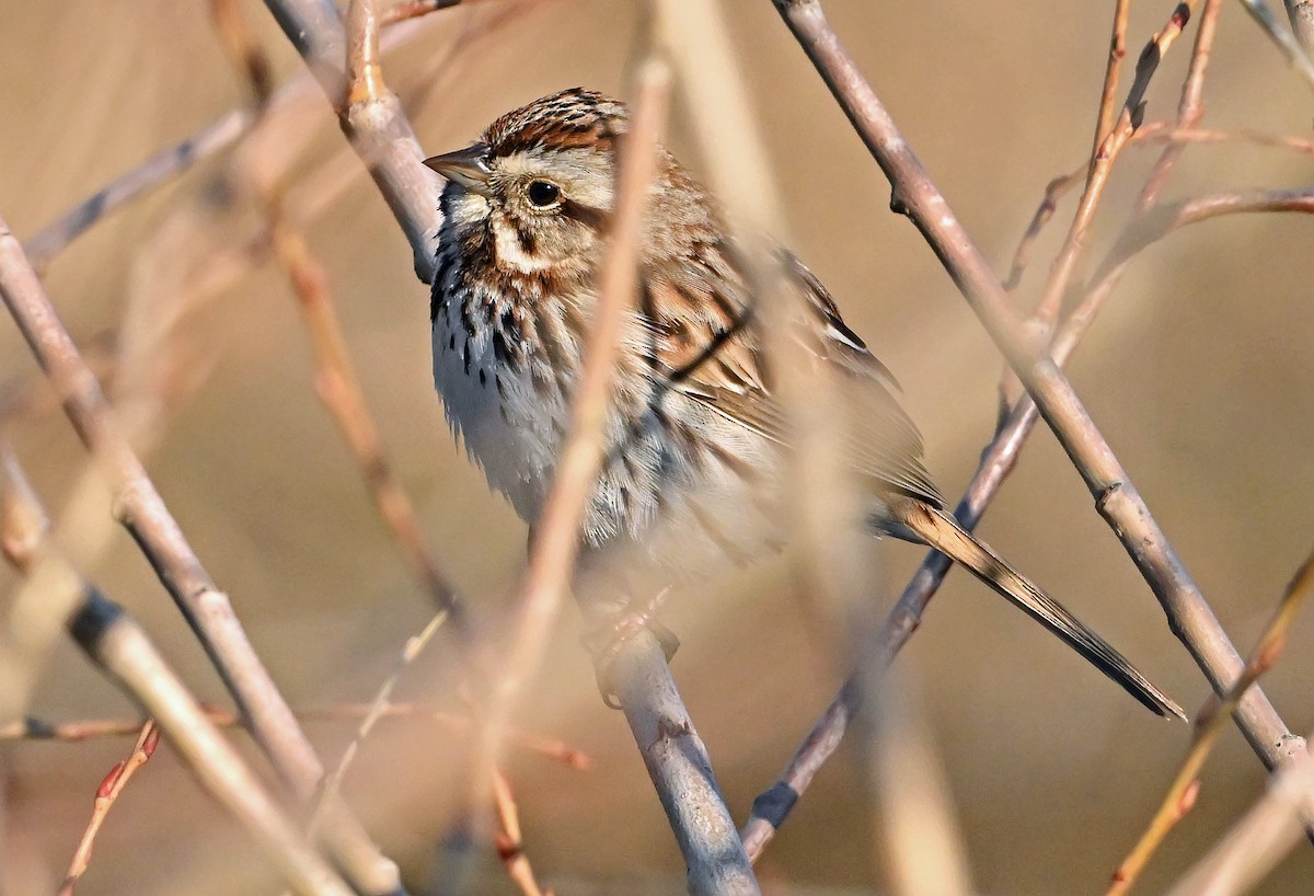 Song Sparrow - ML635357553