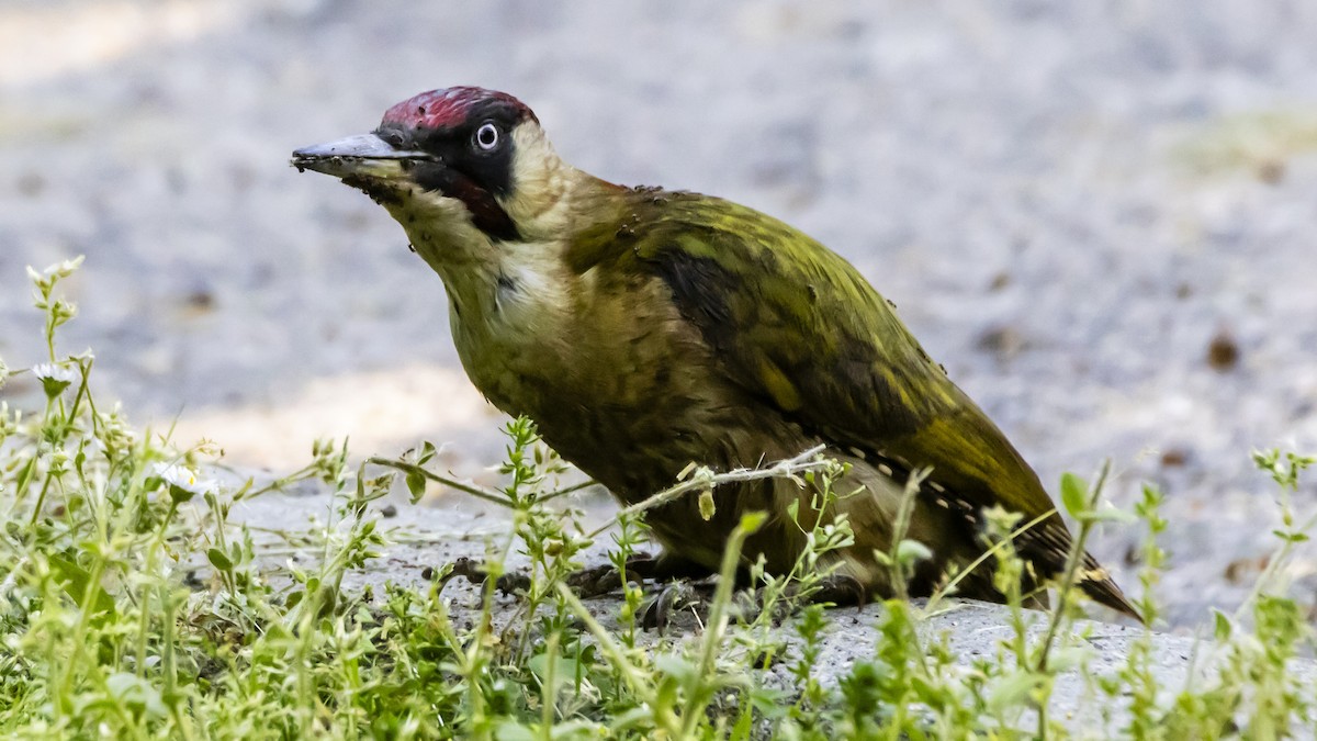 Eurasian Green Woodpecker - ML635357555