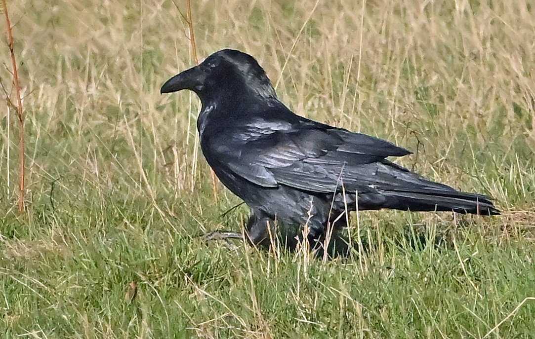 Common Raven - ML635357569