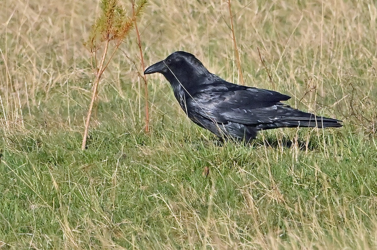 Common Raven - ML635357570