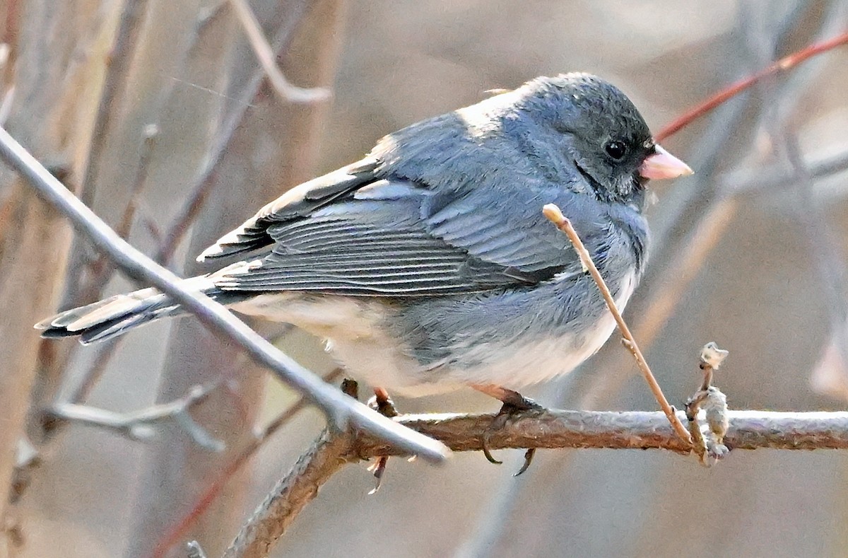 Junco ardoisé (hyemalis/carolinensis) - ML635357632