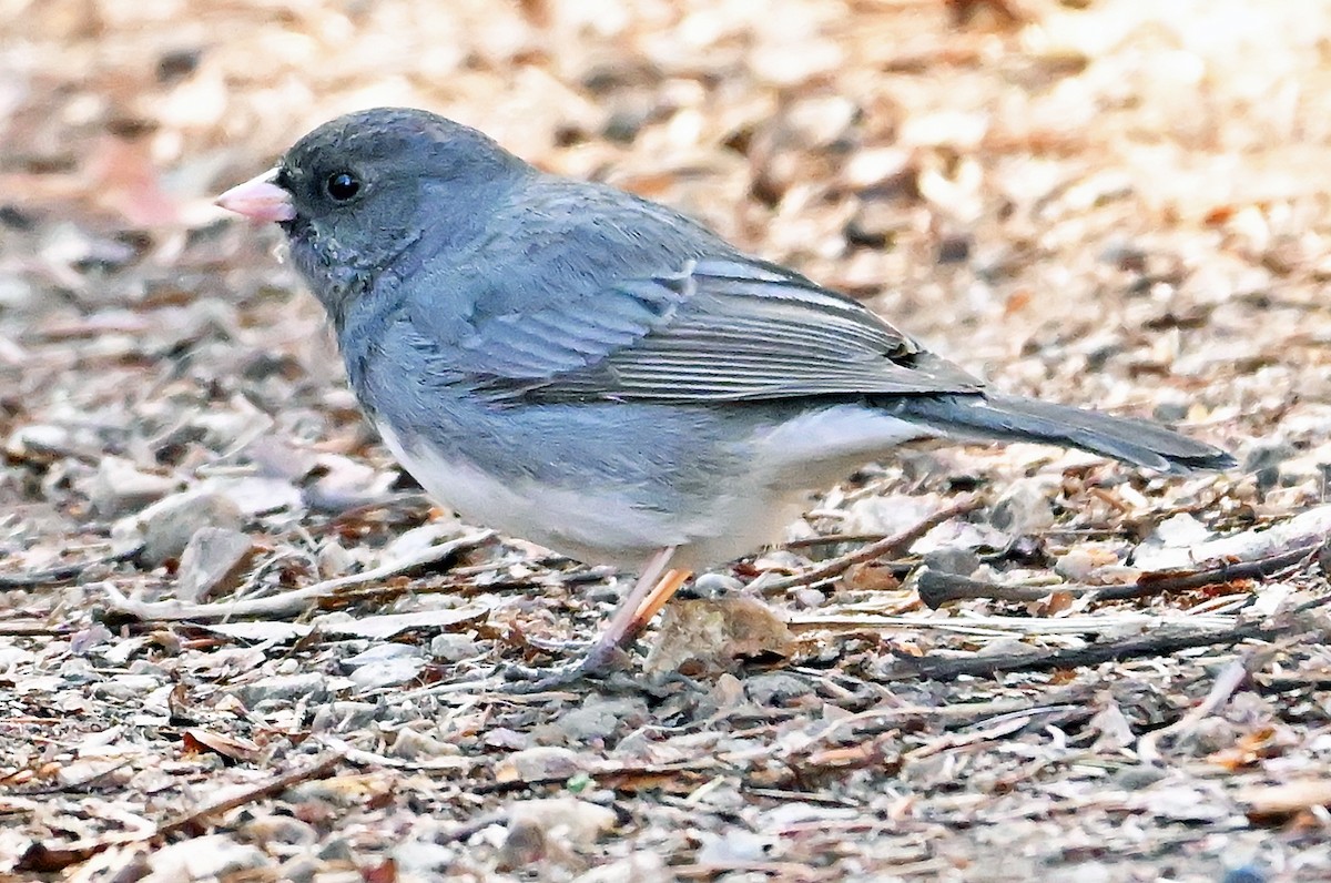Junco ardoisé (hyemalis/carolinensis) - ML635357633