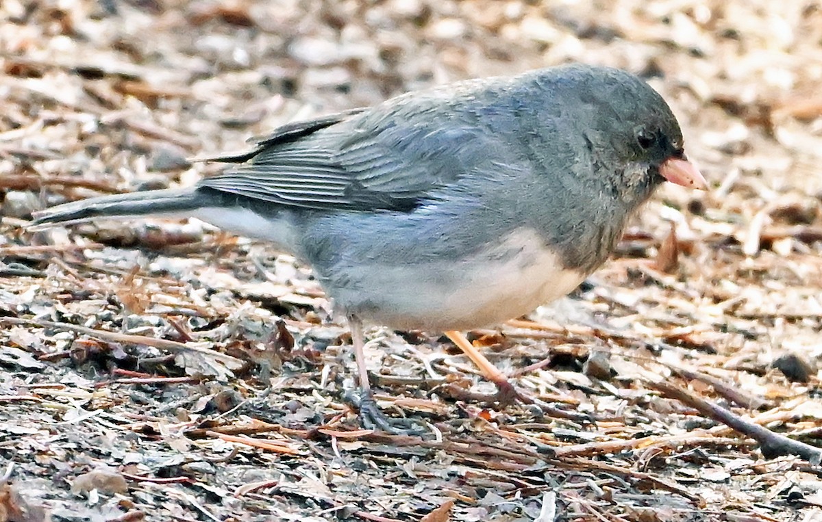Junco ardoisé (hyemalis/carolinensis) - ML635357634