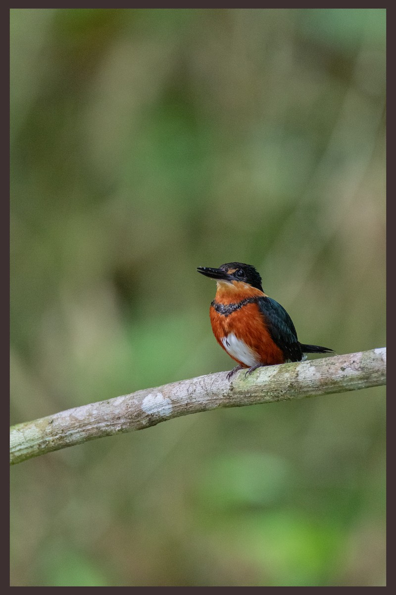 American Pygmy Kingfisher - ML635357671