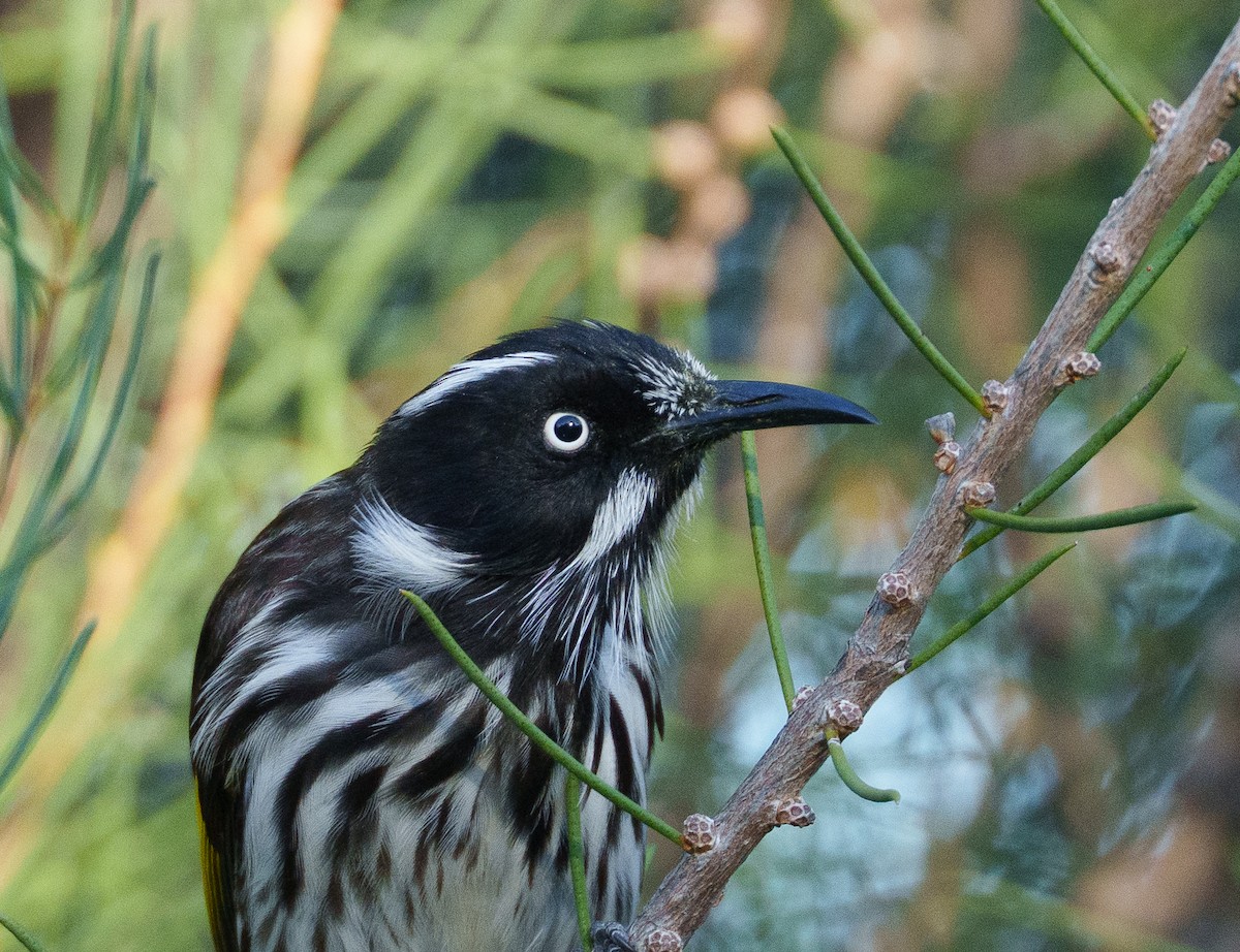 New Holland Honeyeater - ML635357781