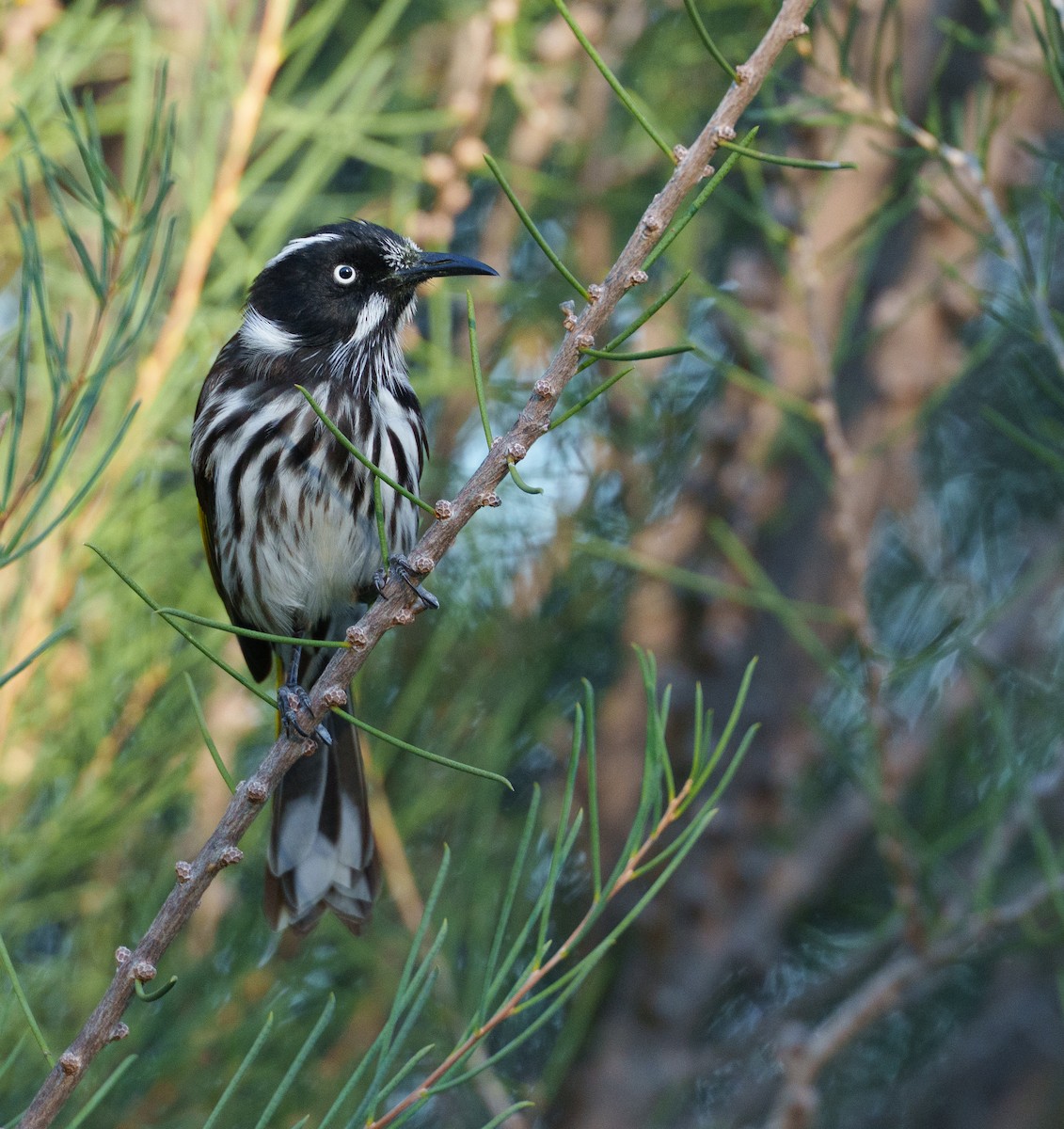 New Holland Honeyeater - ML635357782