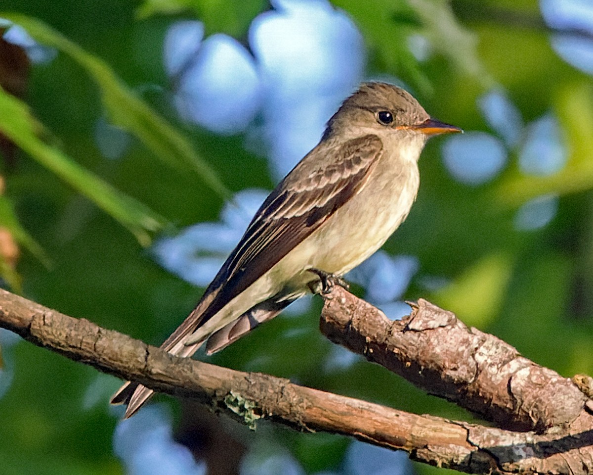 østpivi - ML635357789