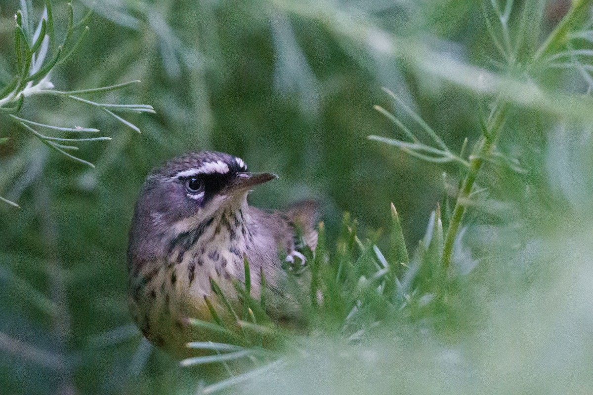 Spotted Scrubwren - ML635357800