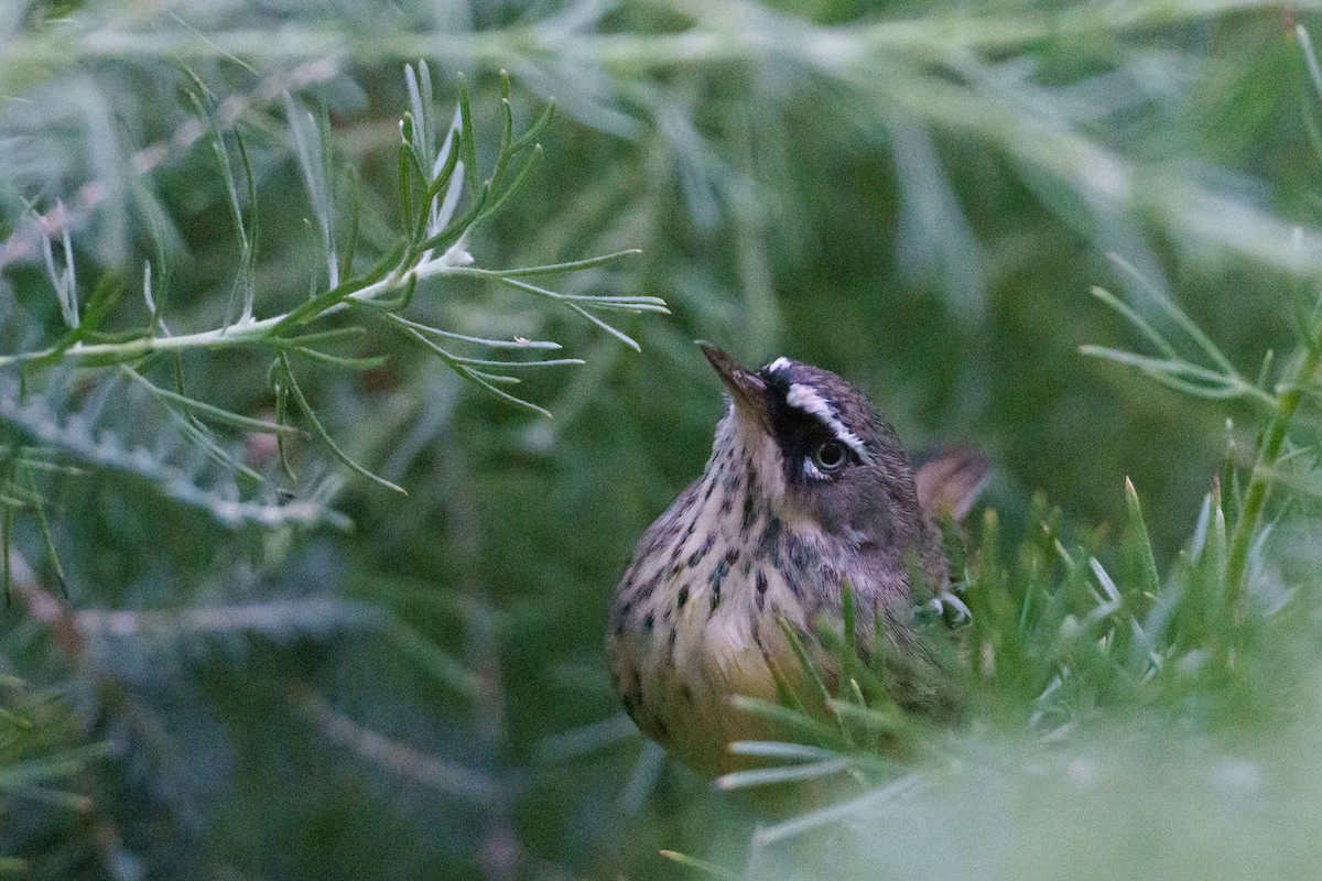 Spotted Scrubwren - ML635357801