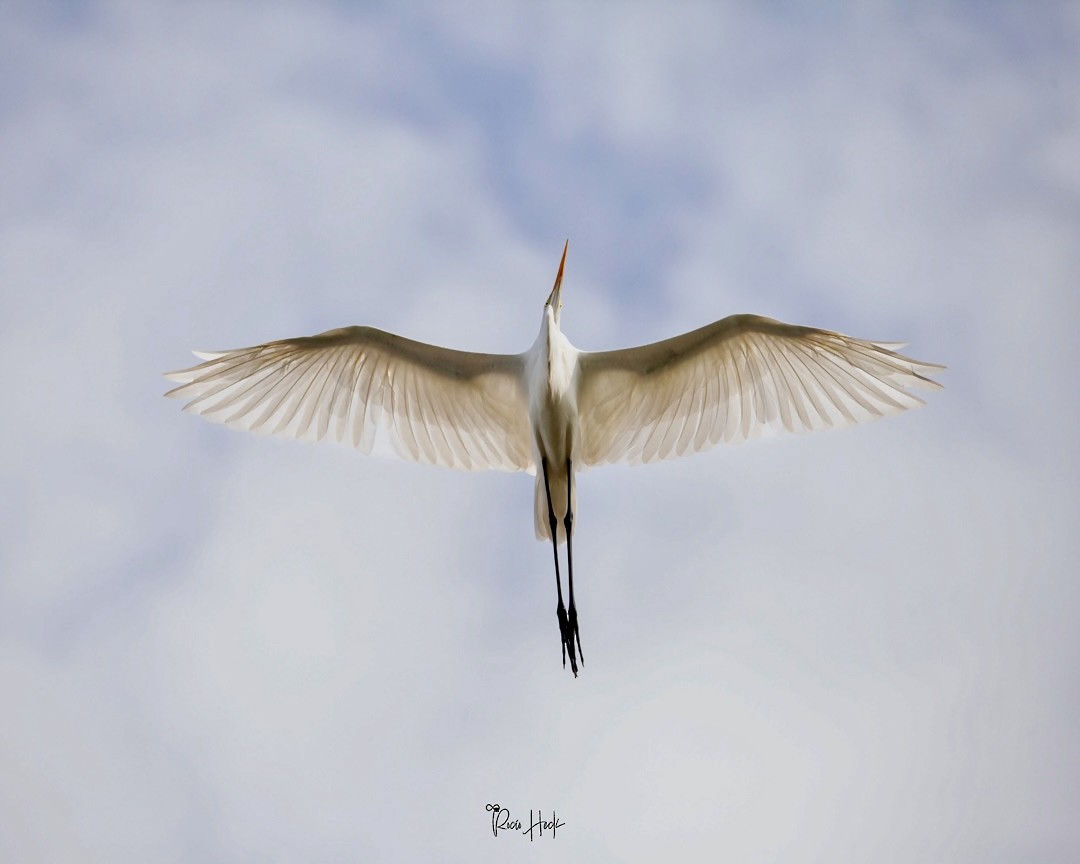 ダイサギ - ML635357806