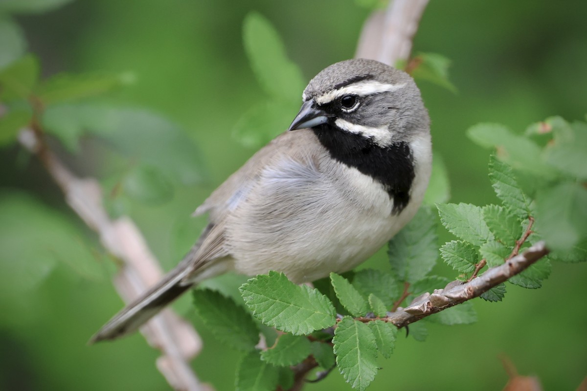 Black-throated Sparrow - ML635357831