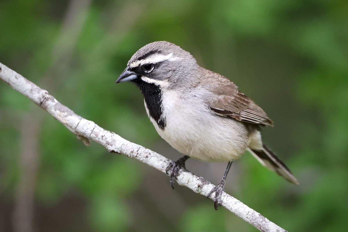 Black-throated Sparrow - ML635357832