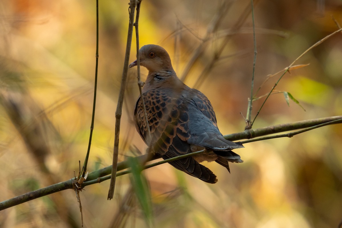 Oriental Turtle-Dove - ML635357904