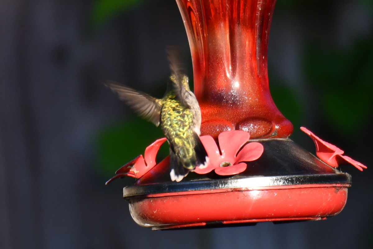 Ruby-throated Hummingbird - ML635357958