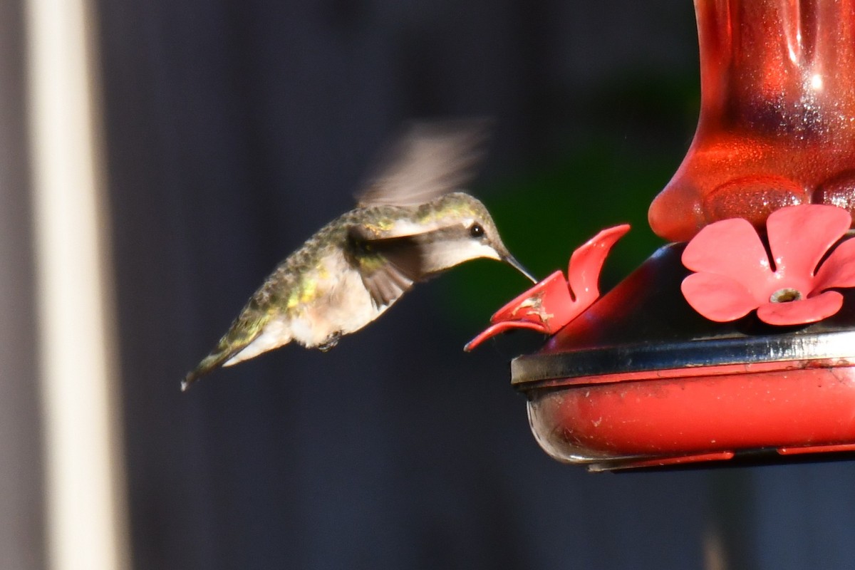 Ruby-throated Hummingbird - ML635357959