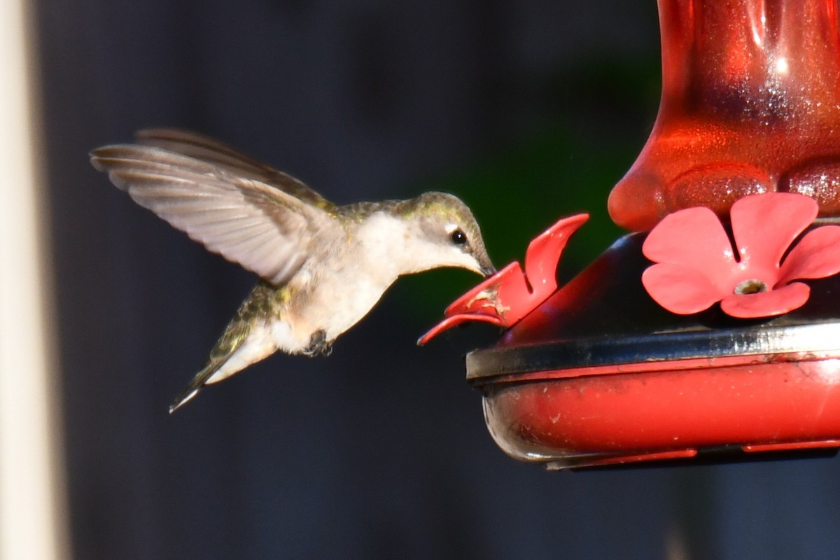 Ruby-throated Hummingbird - ML635357960