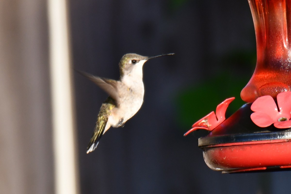 Ruby-throated Hummingbird - ML635357961