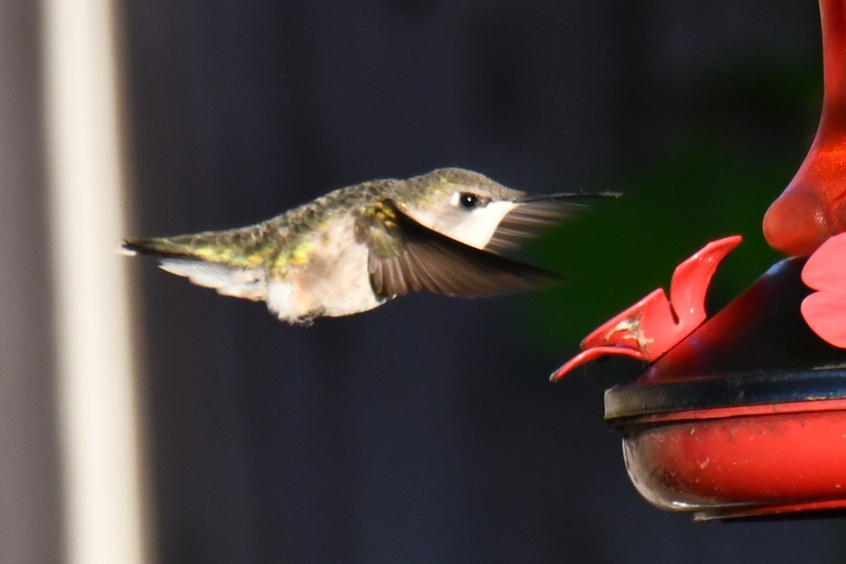 Ruby-throated Hummingbird - ML635357962