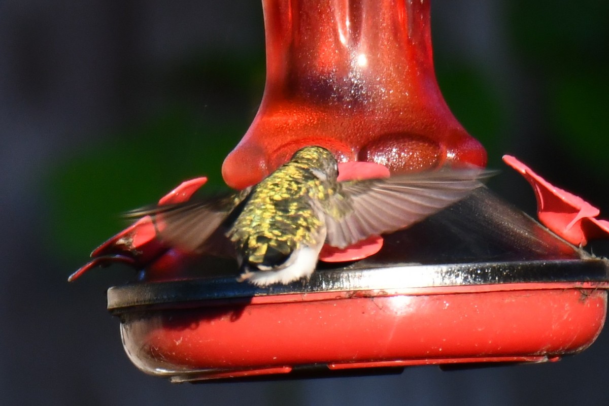 Ruby-throated Hummingbird - ML635357963