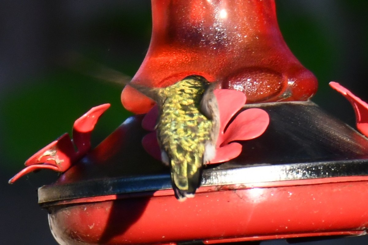 Ruby-throated Hummingbird - ML635357964