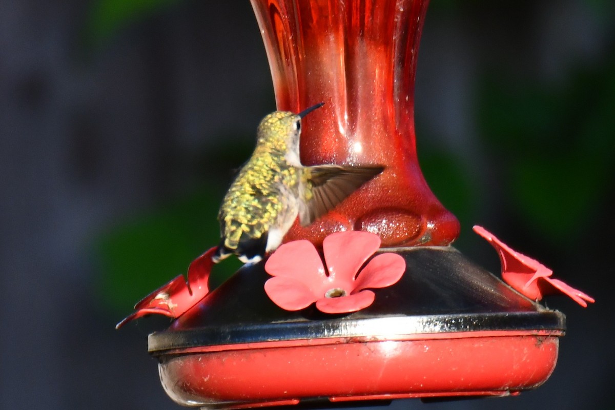 Ruby-throated Hummingbird - ML635357965