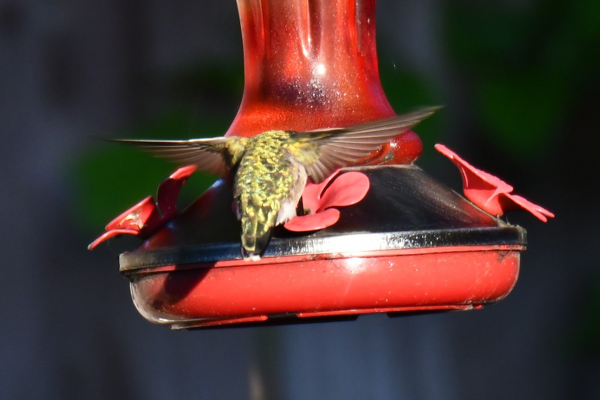 Ruby-throated Hummingbird - ML635357967
